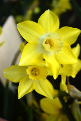 Mini Daffodil Pipit Narcissus Bulbs Blooms Species Growing Bonsai Roots Rhizomes Corms Tubers Potted Planting Reblooming Fragrant Garden Flower Seeds Plant
