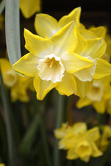Mini Daffodil Pipit Narcissus Bulbs Blooms Species Growing Bonsai Roots Rhizomes Corms Tubers Potted Planting Reblooming Fragrant Garden Flower Seeds Plant