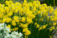 Mini Daffodil Quail Narcissus Bulbs Blooms Species Growing Bonsai Roots Rhizomes Corms Tubers Potted Planting Reblooming Fragrant Garden Flower Seeds Plant
