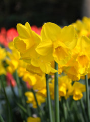 Mini Daffodil Quail Narcissus Bulbs Blooms Species Growing Bonsai Roots Rhizomes Corms Tubers Potted Planting Reblooming Fragrant Garden Flower Seeds Plant