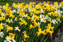 Mini Daffodil Rockgarden Mixed Narcissus Bulbs Blooms Species Growing Bonsai Roots Rhizomes Corms Tubers Potted Planting Reblooming Fragrant Garden Flower Seeds Plant