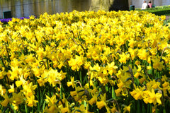 Mini Daffodil Tete a Tete Narcissus Bulbs Blooms Species Growing Bonsai Roots Rhizomes Corms Tubers Potted Planting Reblooming Fragrant Garden Flower Seeds Plant