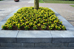 Mini Daffodil Tete a Tete Narcissus Bulbs Blooms Species Growing Bonsai Roots Rhizomes Corms Tubers Potted Planting Reblooming Fragrant Garden Flower Seeds Plant