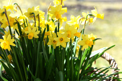 Mini Daffodil Tete a Tete Narcissus Bulbs Blooms Species Growing Bonsai Roots Rhizomes Corms Tubers Potted Planting Reblooming Fragrant Garden Flower Seeds Plant