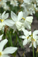 Mini Daffodil Thalia Narcissus Bulbs Blooms Species Growing Bonsai Roots Rhizomes Corms Tubers Potted Planting Reblooming Fragrant Garden Flower Seeds Plant
