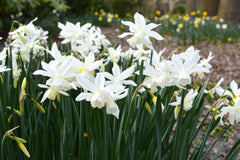 Mini Daffodil Thalia Narcissus Bulbs Blooms Species Growing Bonsai Roots Rhizomes Corms Tubers Potted Planting Reblooming Fragrant Garden Flower Seeds Plant