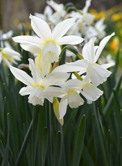 Mini Daffodil Thalia Narcissus Bulbs Blooms Species Growing Bonsai Roots Rhizomes Corms Tubers Potted Planting Reblooming Fragrant Garden Flower Seeds Plant