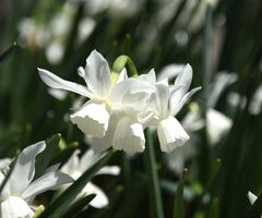Mini Daffodil Thalia Narcissus Bulbs Blooms Species Growing Bonsai Roots Rhizomes Corms Tubers Potted Planting Reblooming Fragrant Garden Flower Seeds Plant