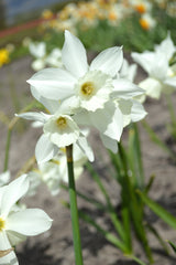 Mini Daffodil Thalia Narcissus Bulbs Blooms Species Growing Bonsai Roots Rhizomes Corms Tubers Potted Planting Reblooming Fragrant Garden Flower Seeds Plant
