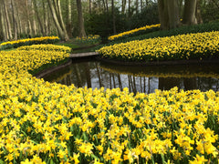 Mini Daffodil Tete a Tete Narcissus Bulbs Blooms Species Growing Bonsai Roots Rhizomes Corms Tubers Potted Planting Reblooming Fragrant Garden Flower Seeds Plant