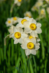 Mini Daffodil Minnow Narcissus Bulbs Blooms Species Growing Bonsai Roots Rhizomes Corms Tubers Potted Planting Reblooming Fragrant Garden Flower Seeds Plant