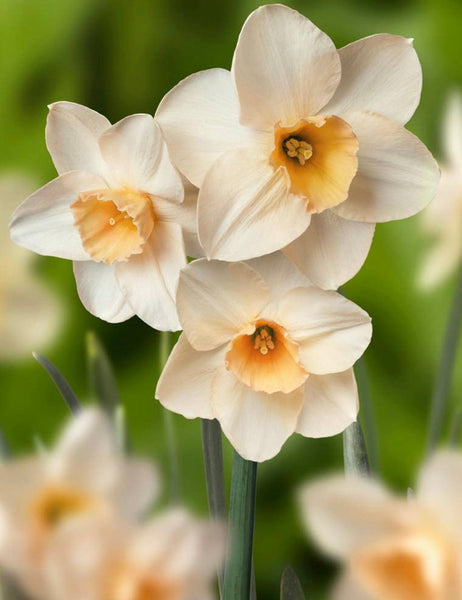 Mini Daffodil Prosecco Narcissus Bulbs Blooms Species Growing Bonsai Roots Rhizomes Corms Tubers Potted Planting Reblooming Fragrant Garden Flower Seeds Plant