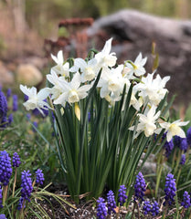 Mini Daffodil Thalia Narcissus Bulbs Blooms Species Growing Bonsai Roots Rhizomes Corms Tubers Potted Planting Reblooming Fragrant Garden Flower Seeds Plant