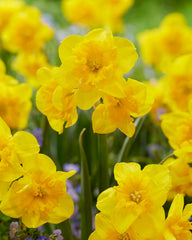 Daffodil Yellow Parrot Narcissus Bulbs Blooms Species Growing Bonsai Roots Rhizomes Corms Tubers Potted Planting Reblooming Fragrant Garden Flower Seeds Plant