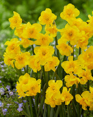 Daffodil Yellow Parrot Narcissus Bulbs Blooms Species Growing Bonsai Roots Rhizomes Corms Tubers Potted Planting Reblooming Fragrant Garden Flower Seeds Plant
