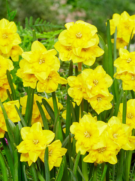 Daffodil Yellow Parrot Narcissus Bulbs Blooms Species Growing Bonsai Roots Rhizomes Corms Tubers Potted Planting Reblooming Fragrant Garden Flower Seeds Plant