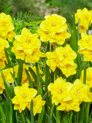 Daffodil Yellow Parrot Narcissus Bulbs Blooms Species Growing Bonsai Roots Rhizomes Corms Tubers Potted Planting Reblooming Fragrant Garden Flower Seeds Plant