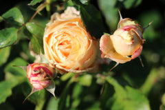 Dolce Rose Seedlings Flower Seeds Perennial Growing Bonsai Corms Tubers Potted Planting Reblooming Fragrant Garden Roots Rhizomes Species Blooms Plant Bulbs Gardening Tree - Seedsplant