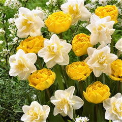 Moon and Stars Blend - Tulip Bulbs & Daffodil Blend Blooms Species Growing Bonsai Roots Rhizomes Corms Tubers Potted Planting Reblooming Fragrant Garden Flower Seeds Plant - Seedsplant