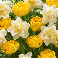 Moon and Stars Blend - Tulip Bulbs & Daffodil Blend Blooms Species Growing Bonsai Roots Rhizomes Corms Tubers Potted Planting Reblooming Fragrant Garden Flower Seeds Plant - Seedsplant