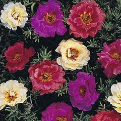 Dark Mix Moss Rose Seedlings Flower Seeds Perennial Growing Bonsai Corms Tubers Potted Planting Reblooming Fragrant Garden Roots Rhizomes Species Blooms Plant Bulbs Gardening Tree