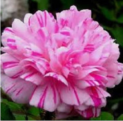 Double Light Mix Moss Rose Seedlings Flower Seeds Perennial Growing Bonsai Corms Tubers Potted Planting Reblooming Fragrant Garden Roots Rhizomes Species Blooms Plant Bulbs Gardening Tree - Seedsplant