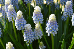 Muscari Mount Hood Grape Hyacinth Bulbs Blooms Species Growing Bonsai Roots Rhizomes Corms Tubers Potted Planting Reblooming Fragrant Garden Flower Seeds Plant Gardening