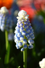 Muscari Mount Hood Grape Hyacinth Bulbs Blooms Species Growing Bonsai Roots Rhizomes Corms Tubers Potted Planting Reblooming Fragrant Garden Flower Seeds Plant Gardening