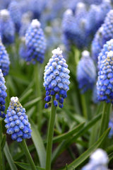 Muscari Mount Hood Grape Hyacinth Bulbs Blooms Species Growing Bonsai Roots Rhizomes Corms Tubers Potted Planting Reblooming Fragrant Garden Flower Seeds Plant Gardening