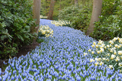 Muscari Mount Hood Grape Hyacinth Bulbs Blooms Species Growing Bonsai Roots Rhizomes Corms Tubers Potted Planting Reblooming Fragrant Garden Flower Seeds Plant Gardening