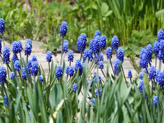 Muscari Ocean Magic Grape Hyacinth Bulbs Blooms Species Growing Bonsai Roots Rhizomes Corms Tubers Potted Planting Reblooming Fragrant Garden Flower Seeds Plant Gardening