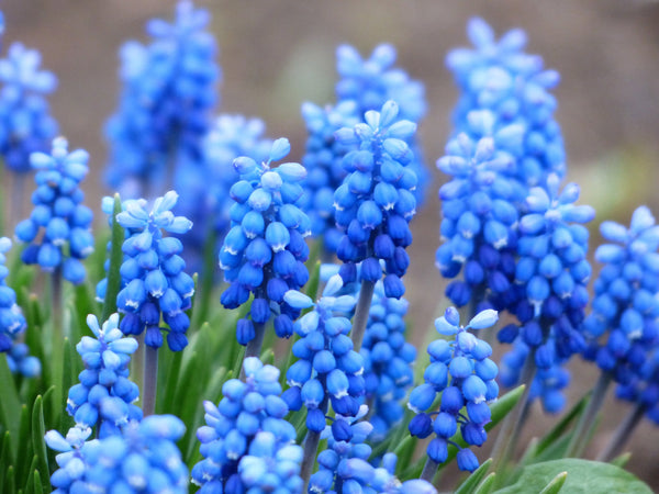 Muscari Ocean Magic Grape Hyacinth Bulbs Blooms Species Growing Bonsai Roots Rhizomes Corms Tubers Potted Planting Reblooming Fragrant Garden Flower Seeds Plant Gardening