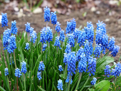 Muscari Ocean Magic Grape Hyacinth Bulbs Blooms Species Growing Bonsai Roots Rhizomes Corms Tubers Potted Planting Reblooming Fragrant Garden Flower Seeds Plant Gardening