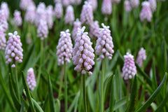 Muscari Pink Sunrise Grape Hyacinth Bulbs Blooms Species Growing Bonsai Roots Rhizomes Corms Tubers Potted Planting Reblooming Fragrant Garden Flower Seeds Plant Gardening