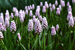 Muscari Pink Sunrise Grape Hyacinth Bulbs Blooms Species Growing Bonsai Roots Rhizomes Corms Tubers Potted Planting Reblooming Fragrant Garden Flower Seeds Plant Gardening