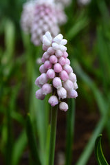 Muscari Pink Sunrise Grape Hyacinth Bulbs Blooms Species Growing Bonsai Roots Rhizomes Corms Tubers Potted Planting Reblooming Fragrant Garden Flower Seeds Plant Gardening