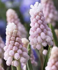Muscari Pink Sunrise Grape Hyacinth Bulbs Blooms Species Growing Bonsai Roots Rhizomes Corms Tubers Potted Planting Reblooming Fragrant Garden Flower Seeds Plant Gardening