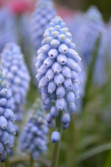 Muscari Valerie Finnis Grape Hyacinth Bulbs Blooms Species Growing Bonsai Roots Rhizomes Corms Tubers Potted Planting Reblooming Fragrant Garden Flower Seeds Plant Gardening - Seedsplant