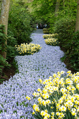 Muscari Valerie Finnis Grape Hyacinth Bulbs Blooms Species Growing Bonsai Roots Rhizomes Corms Tubers Potted Planting Reblooming Fragrant Garden Flower Seeds Plant Gardening - Seedsplant