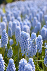 Muscari Valerie Finnis Grape Hyacinth Bulbs Blooms Species Growing Bonsai Roots Rhizomes Corms Tubers Potted Planting Reblooming Fragrant Garden Flower Seeds Plant Gardening - Seedsplant