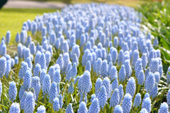 Muscari Valerie Finnis Grape Hyacinth Bulbs Blooms Species Growing Bonsai Roots Rhizomes Corms Tubers Potted Planting Reblooming Fragrant Garden Flower Seeds Plant Gardening - Seedsplant