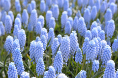Muscari Valerie Finnis Grape Hyacinth Bulbs Blooms Species Growing Bonsai Roots Rhizomes Corms Tubers Potted Planting Reblooming Fragrant Garden Flower Seeds Plant Gardening - Seedsplant
