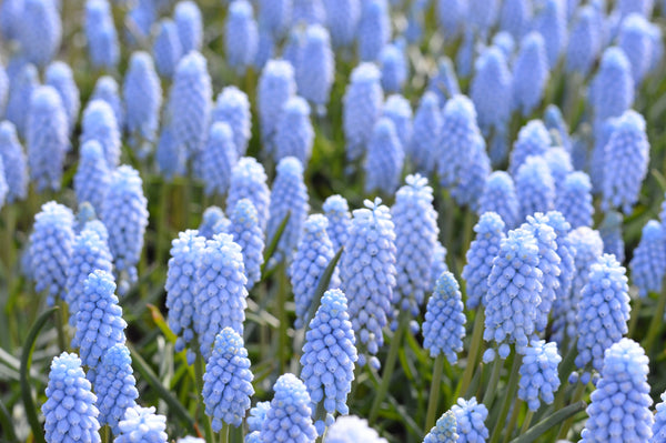 Muscari Valerie Finnis Grape Hyacinth Bulbs Blooms Species Growing Bonsai Roots Rhizomes Corms Tubers Potted Planting Reblooming Fragrant Garden Flower Seeds Plant Gardening