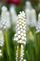 Muscari White Magic Grape Hyacinth Bulbs Blooms Species Growing Bonsai Roots Rhizomes Corms Tubers Potted Planting Reblooming Fragrant Garden Flower Seeds Plant Gardening - Seedsplant