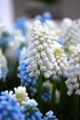 Muscari White Magic Grape Hyacinth Bulbs Blooms Species Growing Bonsai Roots Rhizomes Corms Tubers Potted Planting Reblooming Fragrant Garden Flower Seeds Plant Gardening - Seedsplant