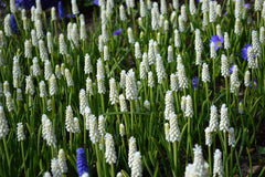 Muscari White Magic Grape Hyacinth Bulbs Blooms Species Growing Bonsai Roots Rhizomes Corms Tubers Potted Planting Reblooming Fragrant Garden Flower Seeds Plant Gardening - Seedsplant
