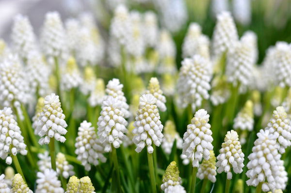 Muscari White Magic Grape Hyacinth Bulbs Blooms Species Growing Bonsai Roots Rhizomes Corms Tubers Potted Planting Reblooming Fragrant Garden Flower Seeds Plant Gardening