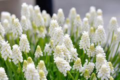 Muscari White Magic Grape Hyacinth Bulbs Blooms Species Growing Bonsai Roots Rhizomes Corms Tubers Potted Planting Reblooming Fragrant Garden Flower Seeds Plant Gardening - Seedsplant