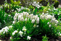 Muscari White Magic Grape Hyacinth Bulbs Blooms Species Growing Bonsai Roots Rhizomes Corms Tubers Potted Planting Reblooming Fragrant Garden Flower Seeds Plant Gardening - Seedsplant