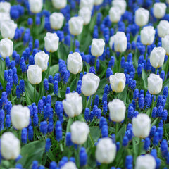 Blueberries and Cream Blend - Muscari & Tulip Bulbs Blooms Species Growing Bonsai Roots Rhizomes Corms Tubers Potted Planting Reblooming Fragrant Garden Flower Seeds Plant